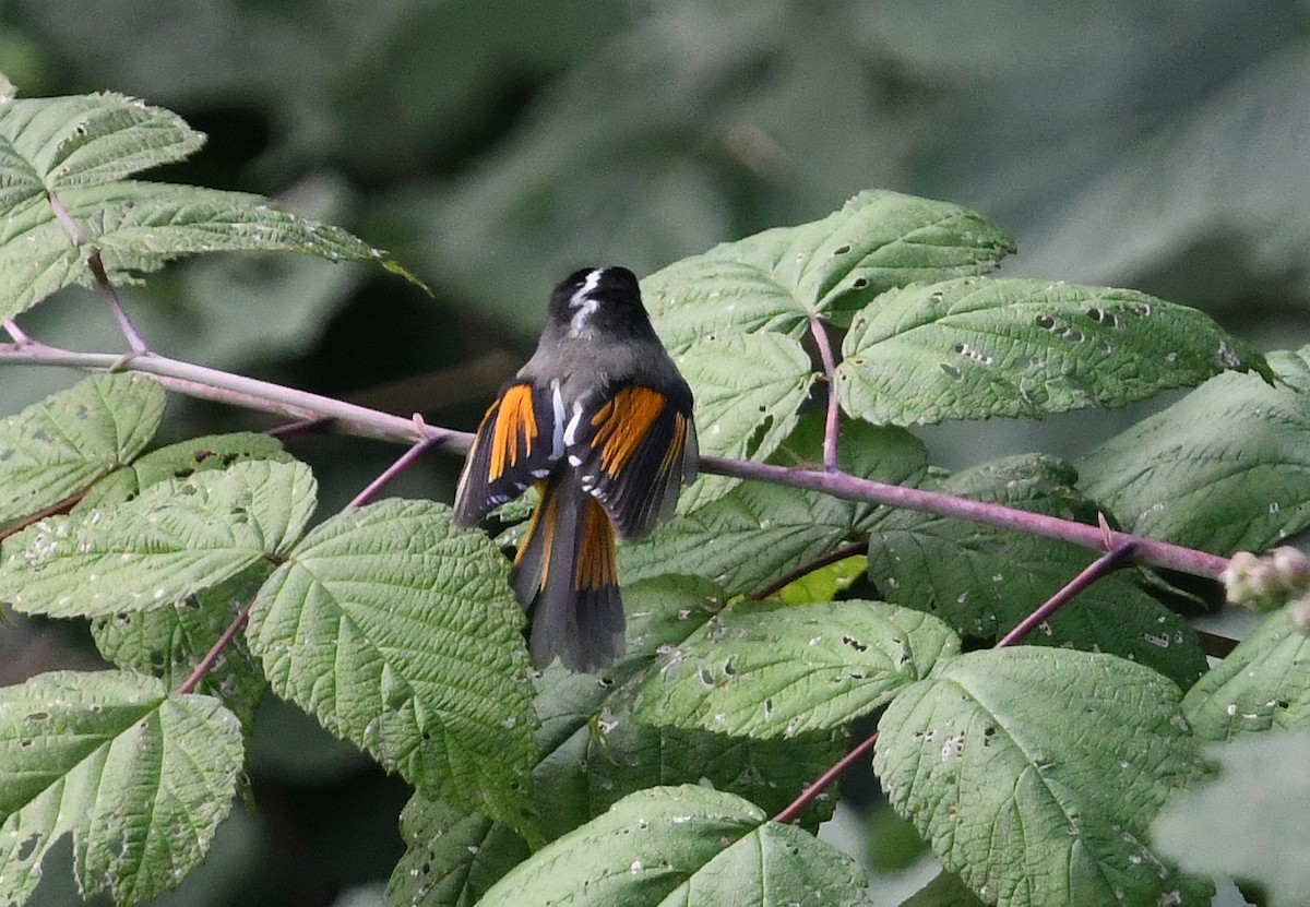 Golden-breasted Fulvetta - ML640995704