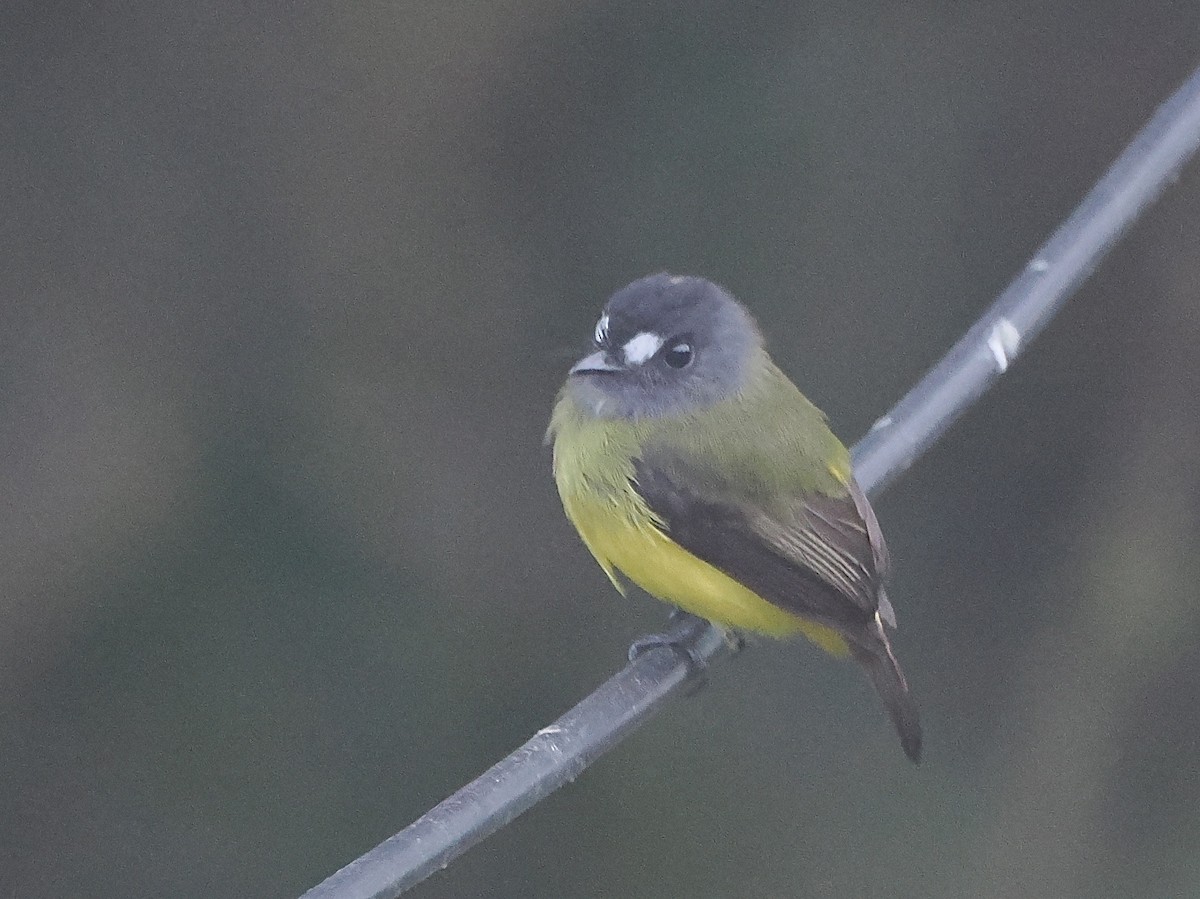 Ornate Flycatcher - ML640995737