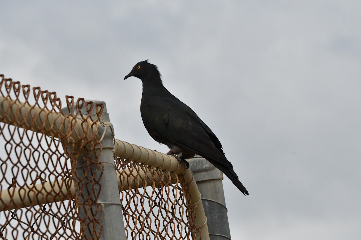 Christmas Island Imperial-Pigeon - ML640995748