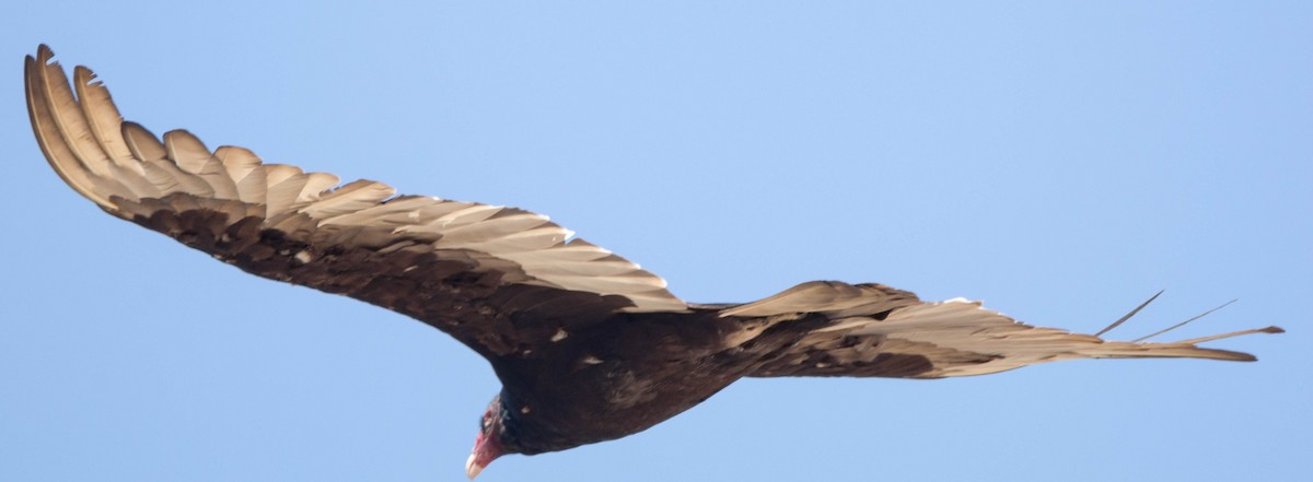 Turkey Vulture - Margaret & Fred Parkes