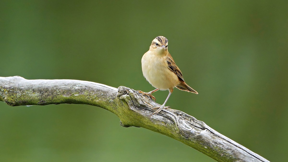 Sedge Warbler - ML640995815