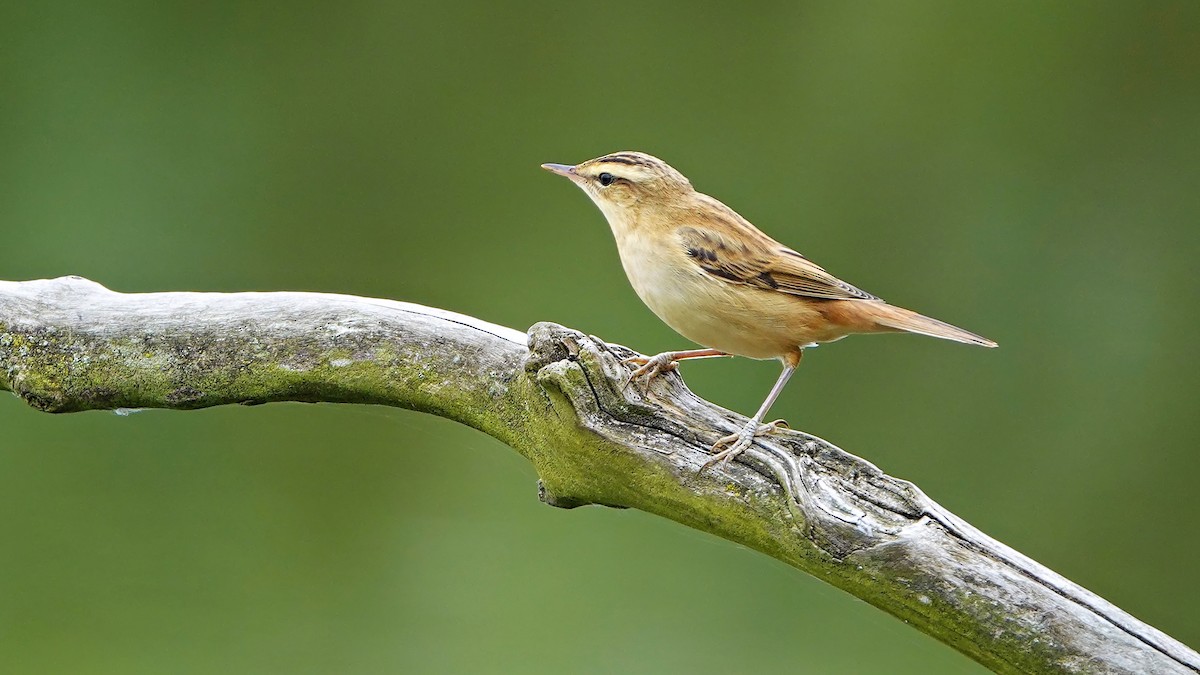 Sedge Warbler - ML640995822