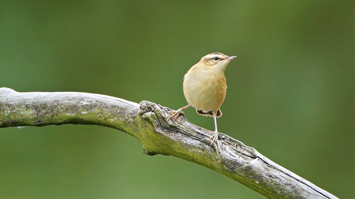 Sedge Warbler - ML640995824