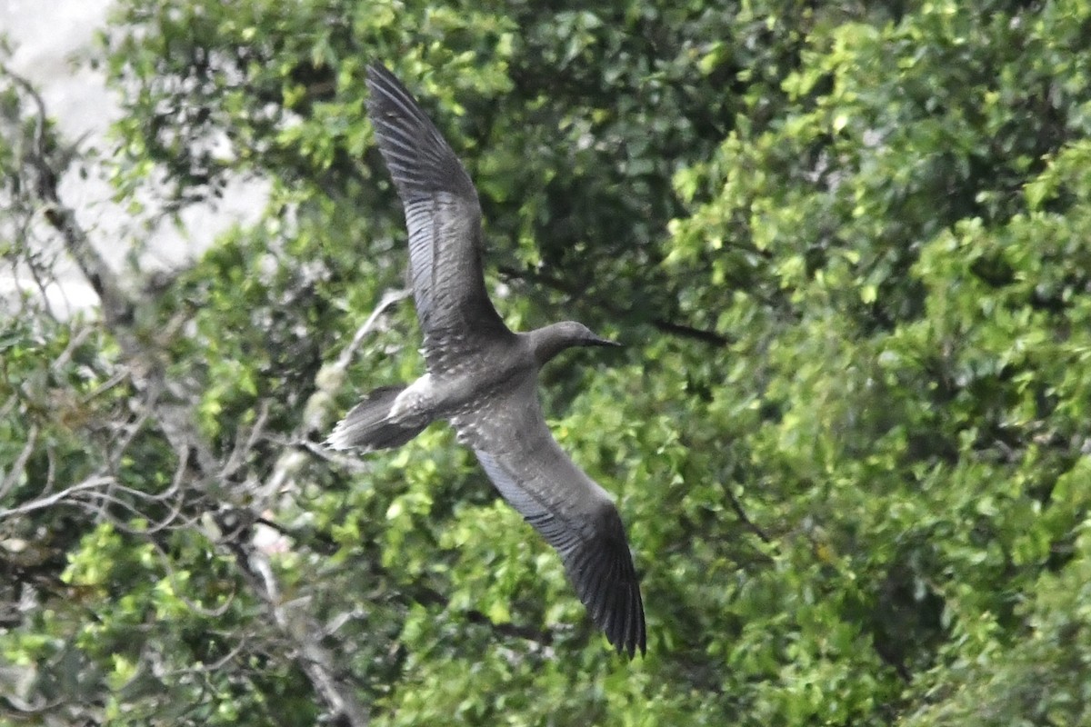 Red-footed Booby - ML640995827