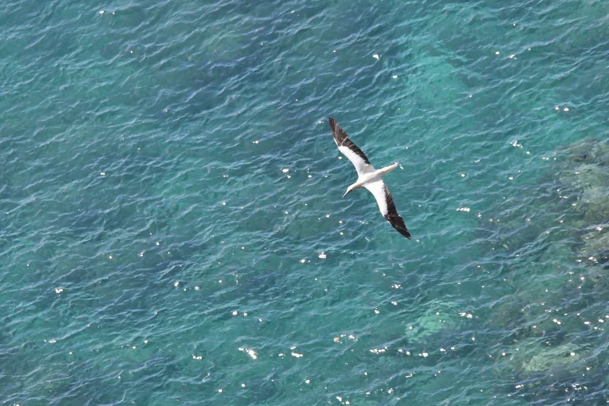 Red-footed Booby - ML640995828