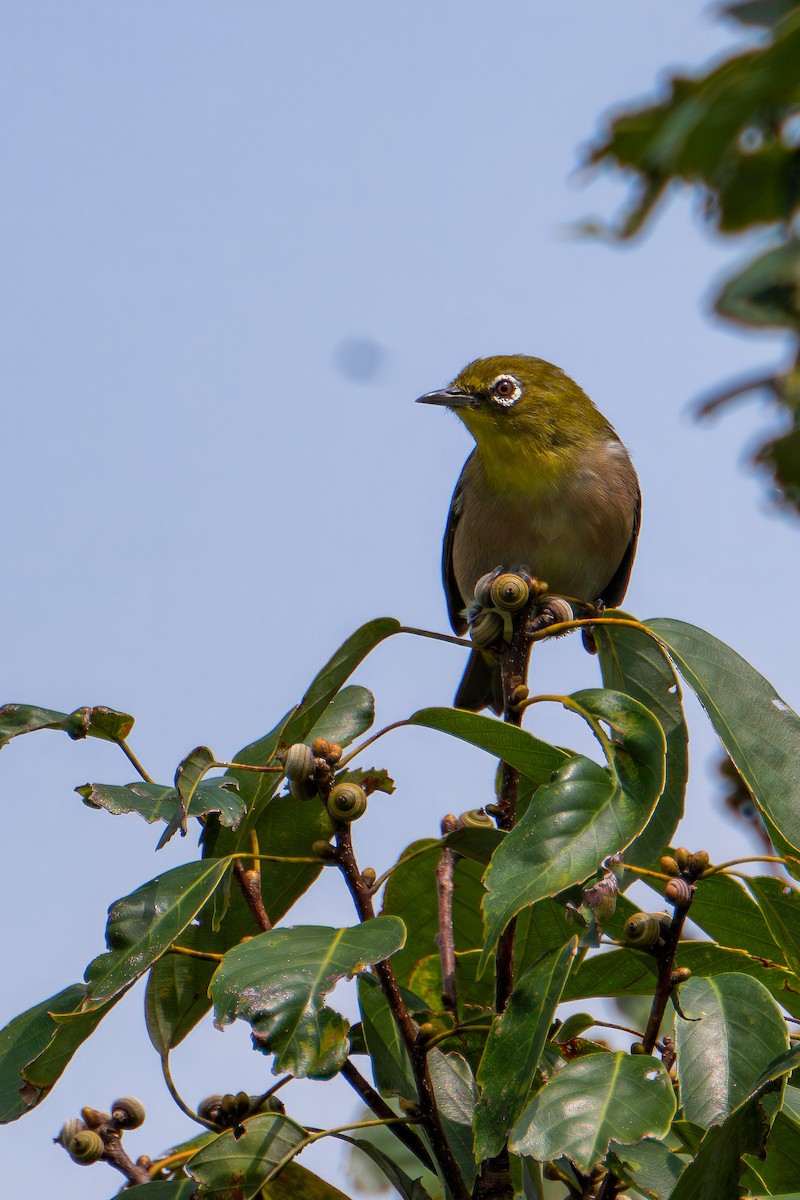 Japanbrillenvogel - ML640995833