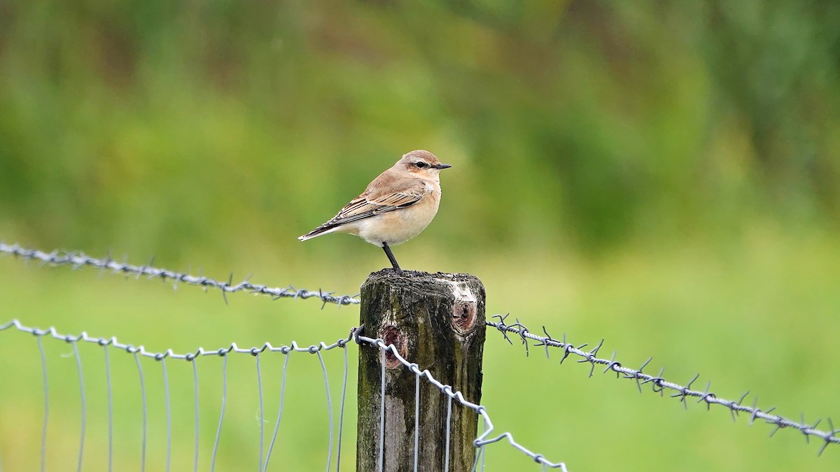 Northern Wheatear - ML640995842