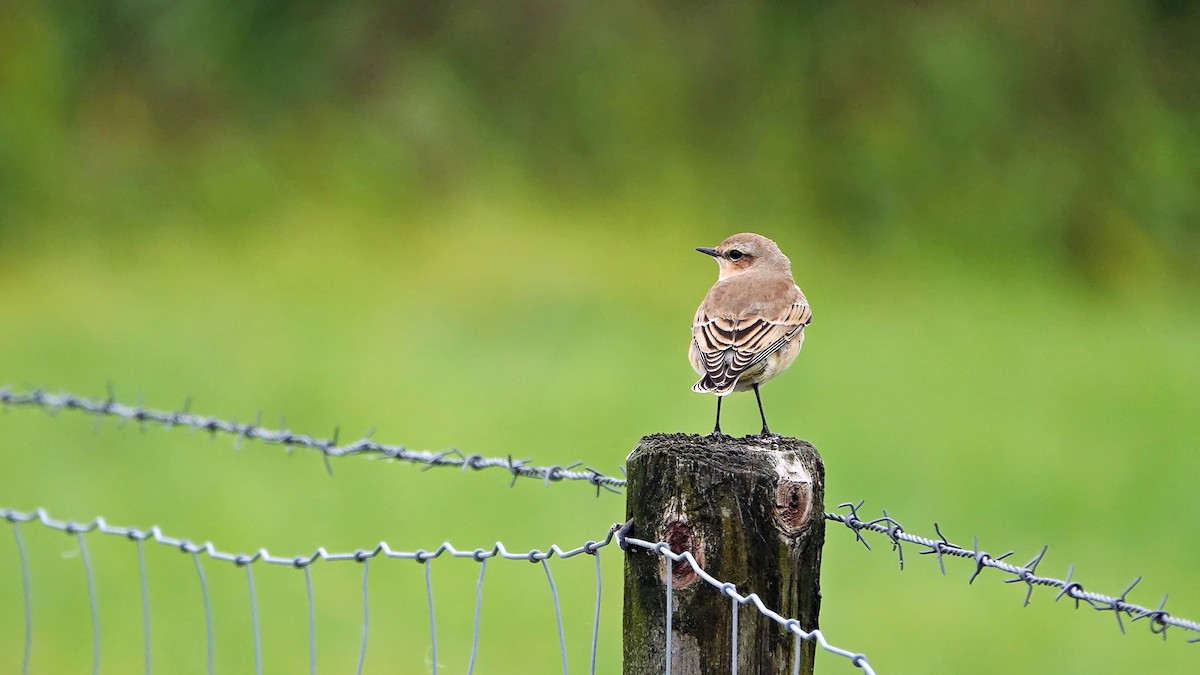 Northern Wheatear - ML640995844