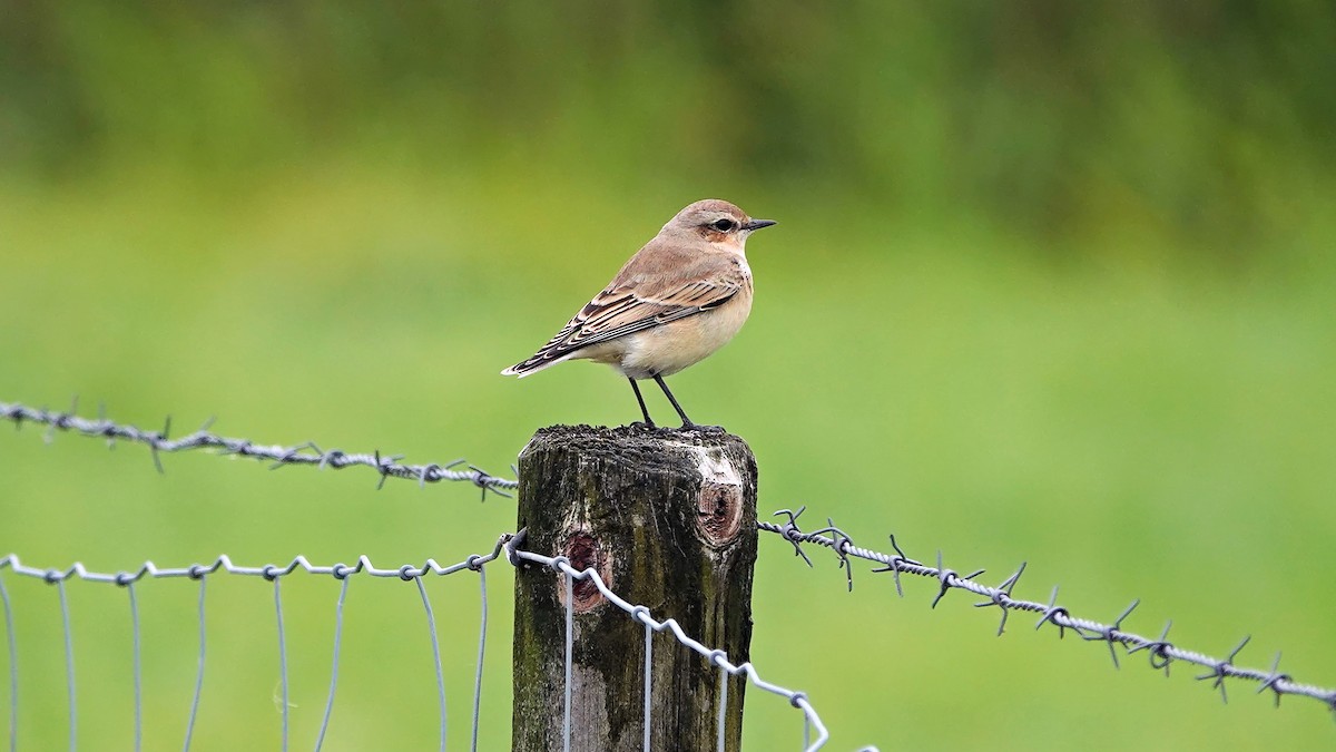 Northern Wheatear - ML640995846