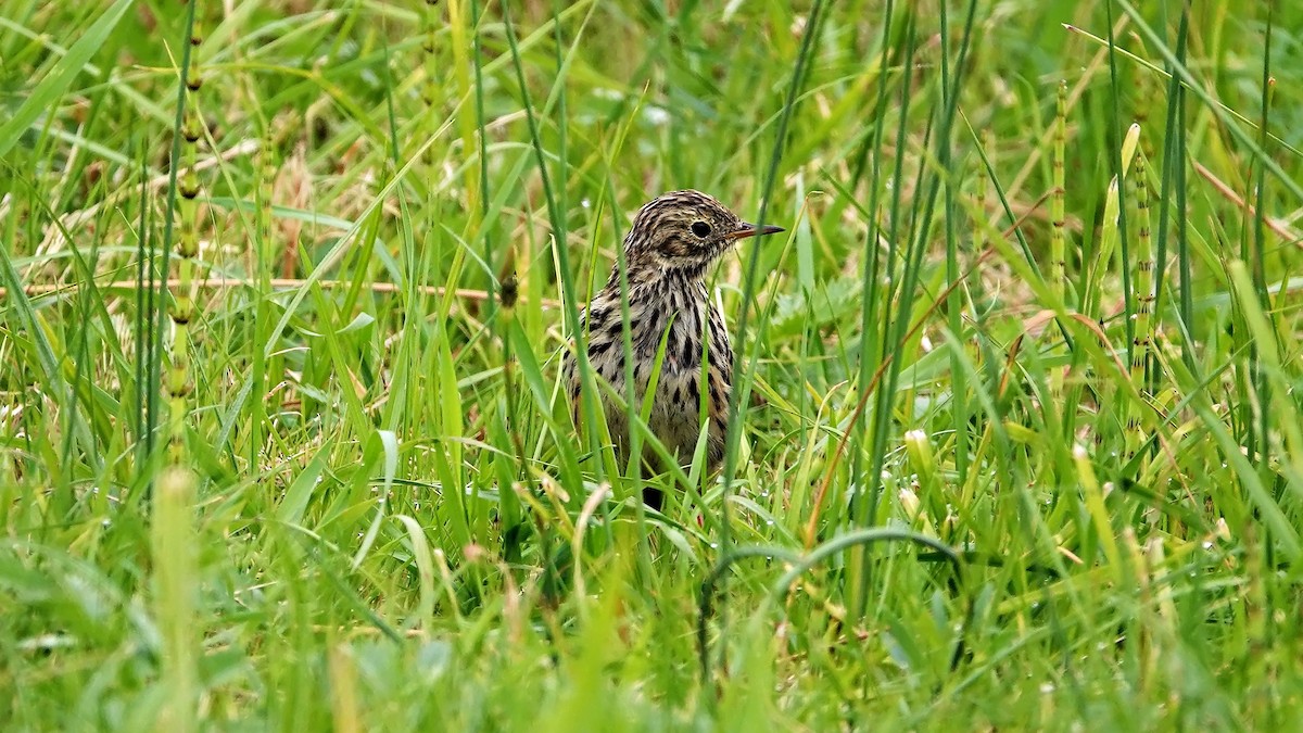 Meadow Pipit - ML640995847