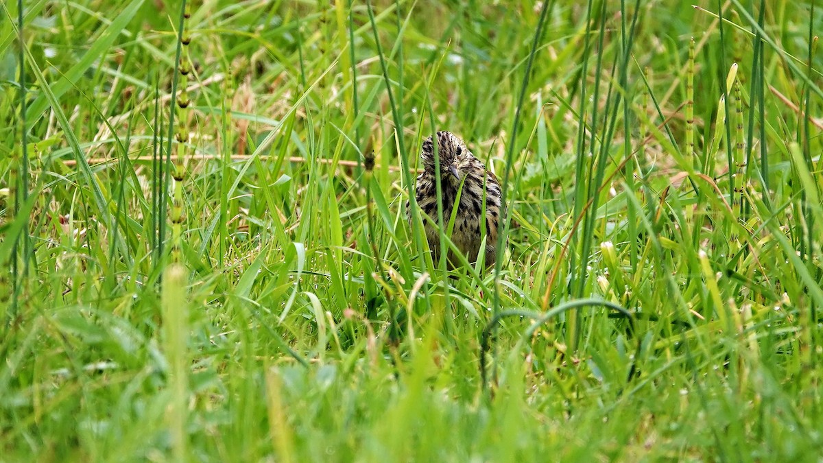 Meadow Pipit - ML640995848