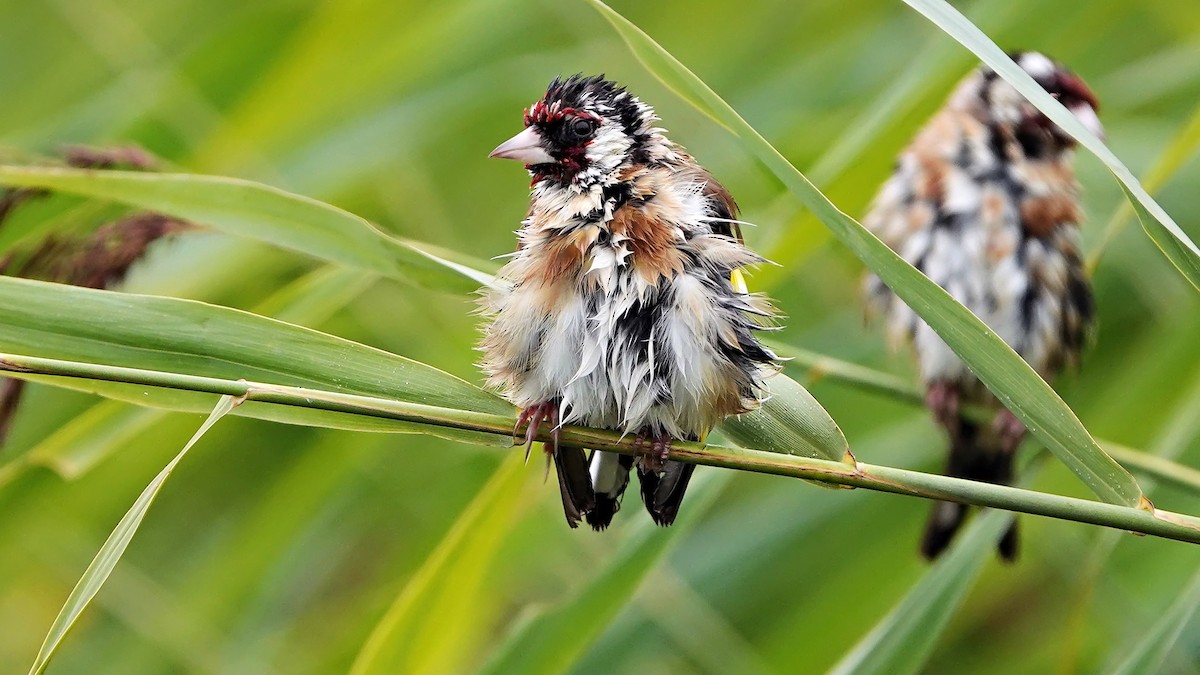 European Goldfinch - ML640995859