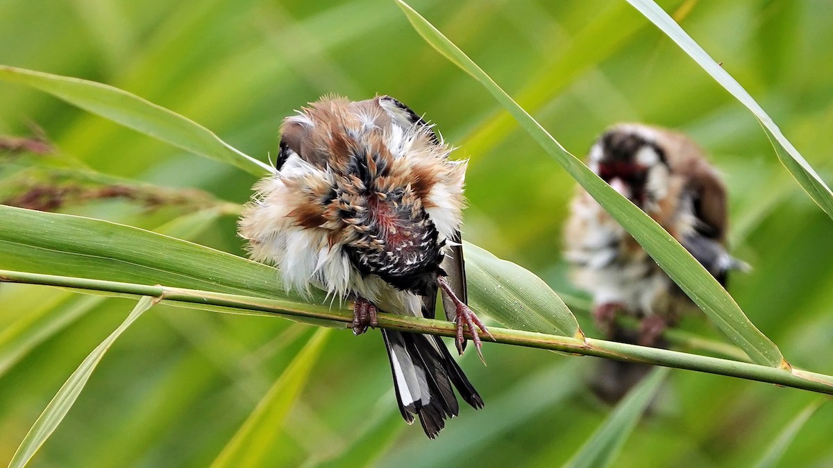 European Goldfinch - ML640995862