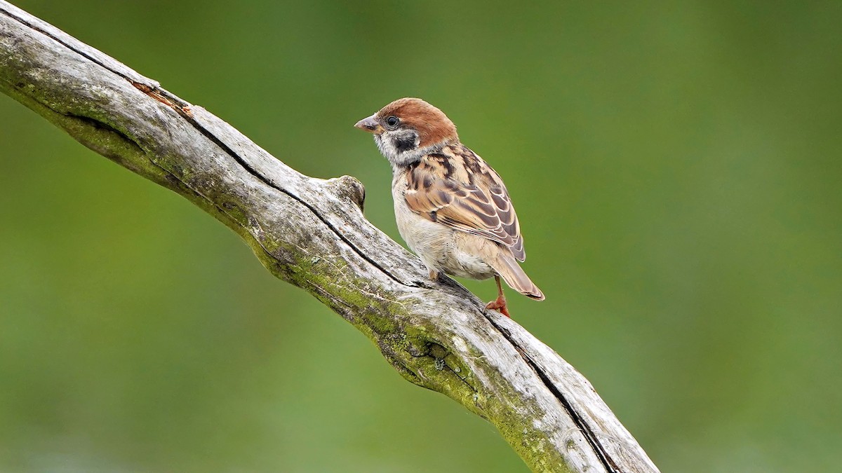 Eurasian Tree Sparrow - ML640995866
