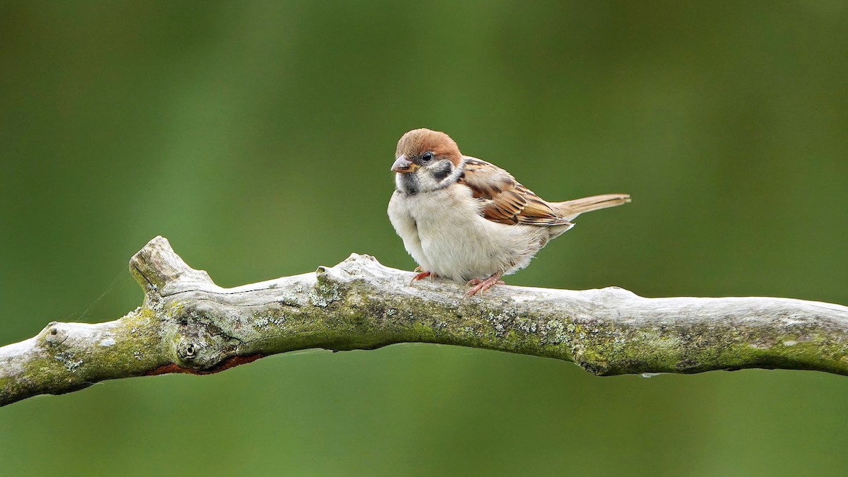 Eurasian Tree Sparrow - ML640995869