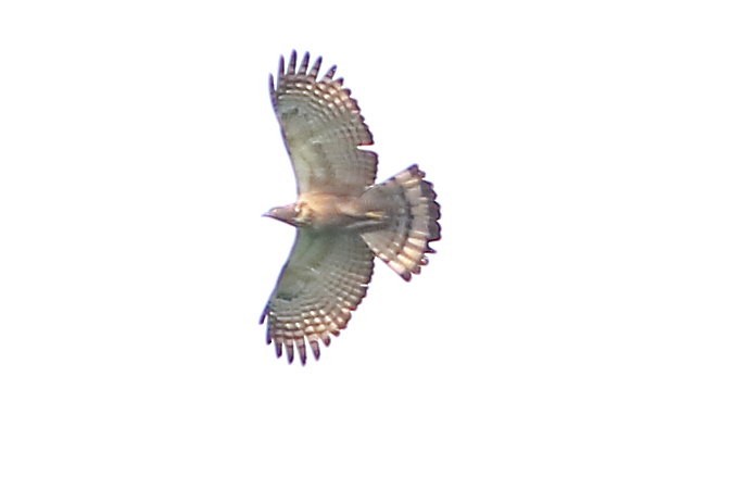 Oriental Honey-buzzard (Northern) - ML640995875