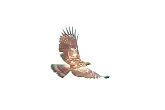 Oriental Honey-buzzard (Northern) - ML640995876