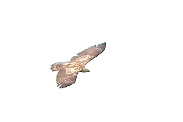 Oriental Honey-buzzard (Northern) - ML640995878