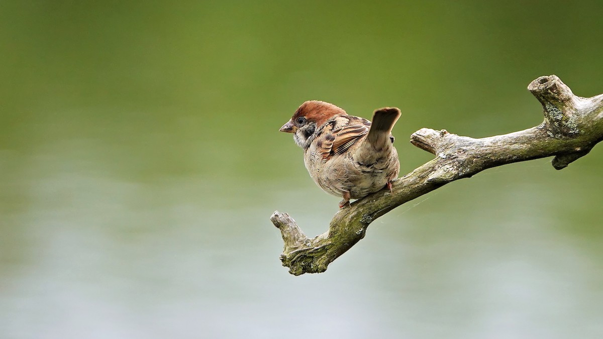 Eurasian Tree Sparrow - ML640995883