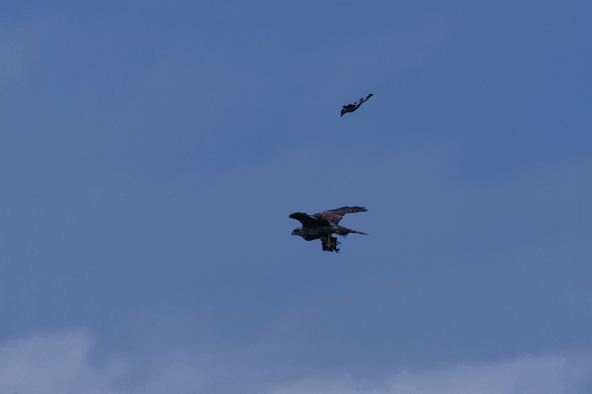 Eurasian Goshawk - ML640995918