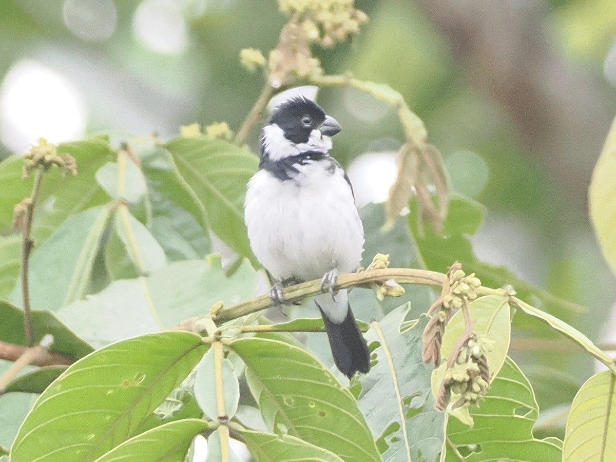 Variable Seedeater - ML640995967