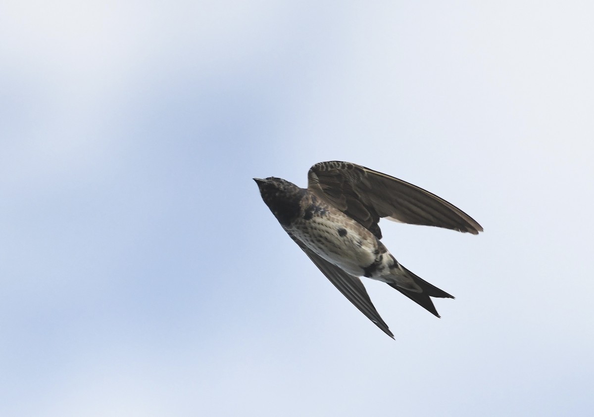 Purple Martin - ML640996004