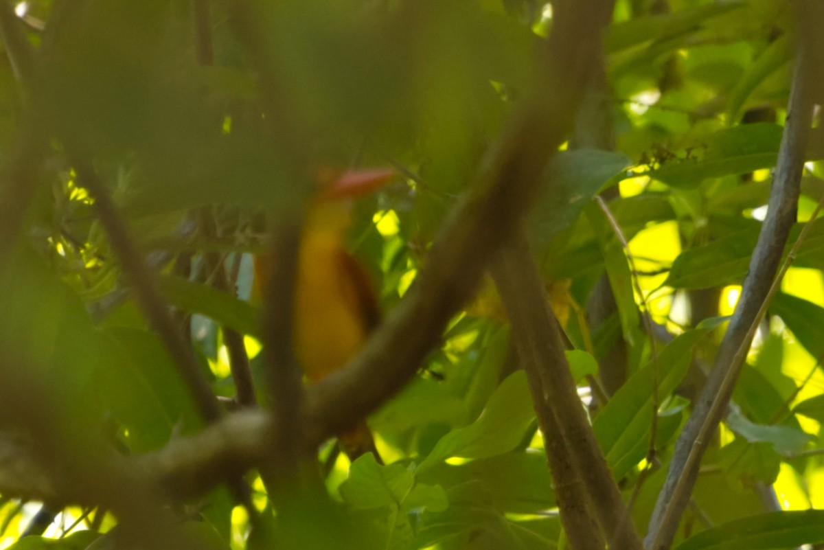 Rufous-backed Dwarf-Kingfisher - ML640996018