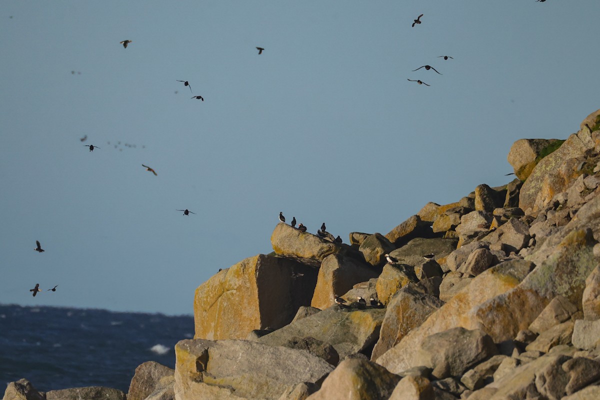 Horned Puffin - ML640996039