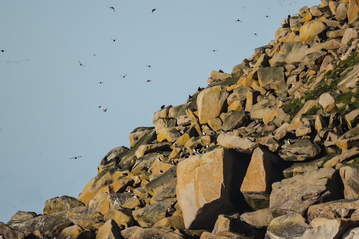 Horned Puffin - ML640996040