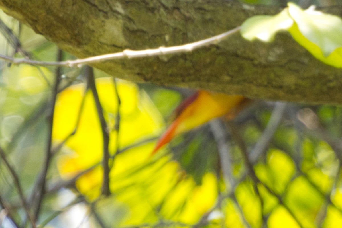 Rufous-backed Dwarf-Kingfisher - ML640996046