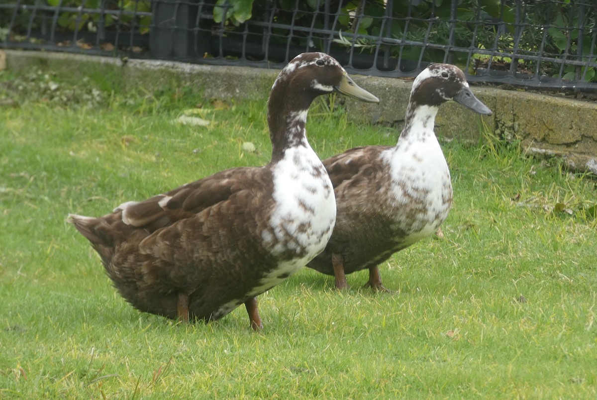 anatidé sp. (canard sp.) - ML640996047