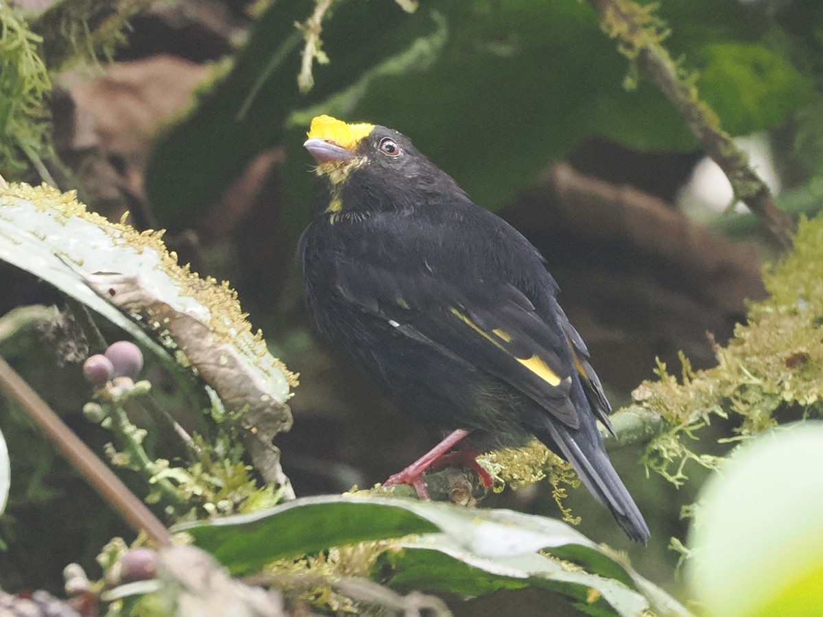 Golden-winged Manakin - ML640996053