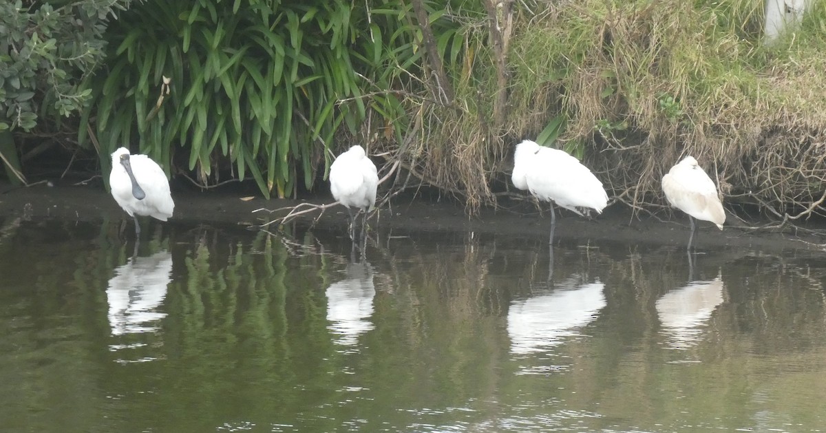 Royal Spoonbill - ML640996054