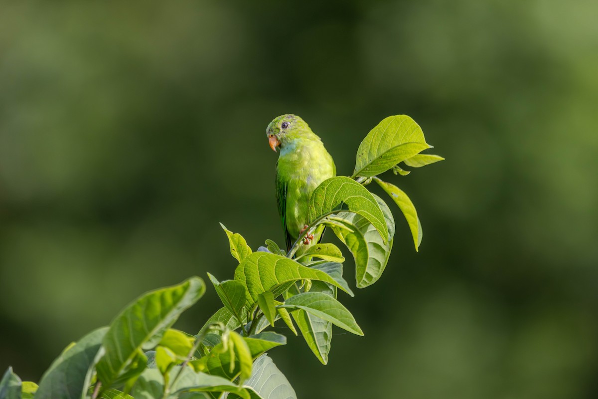 Vernal Hanging-Parrot - ML640996056