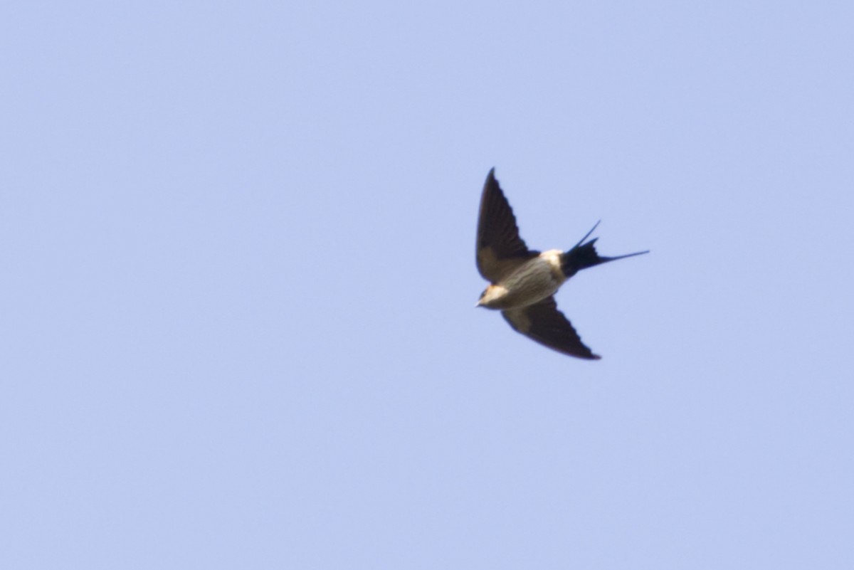 Eastern Red-rumped Swallow (Striated) - ML640996066