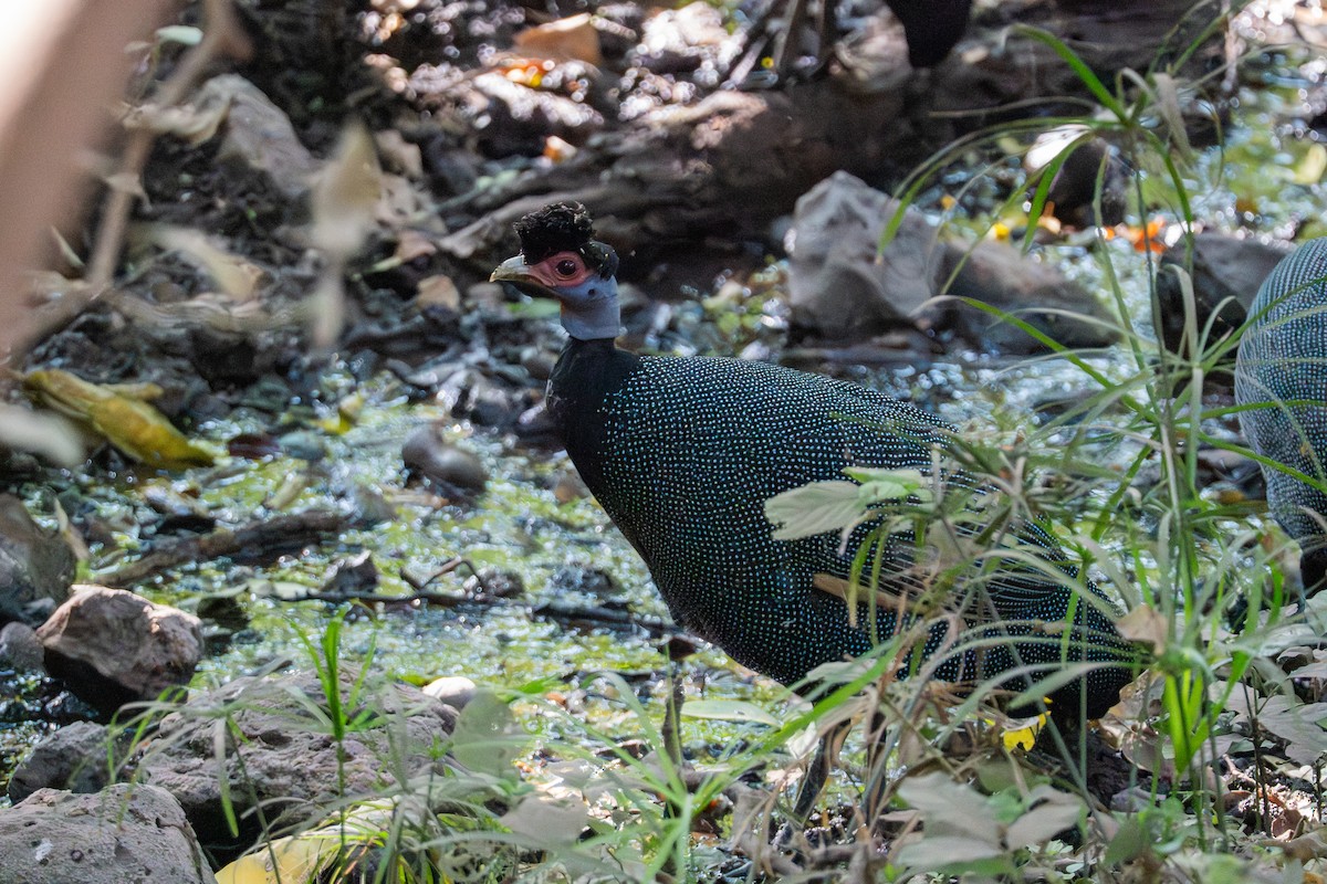 Eastern Crested Guineafowl - ML640996079