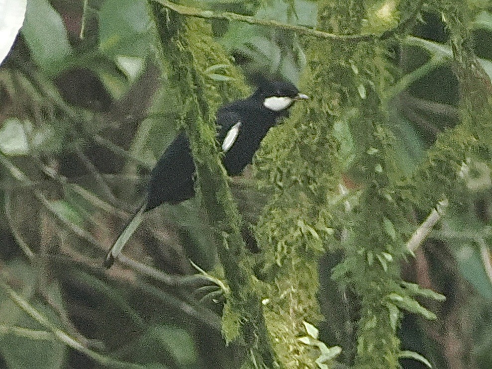 Black Solitaire - ML640996083