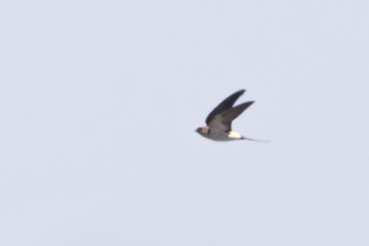 Eastern Red-rumped Swallow (Striated) - ML640996089