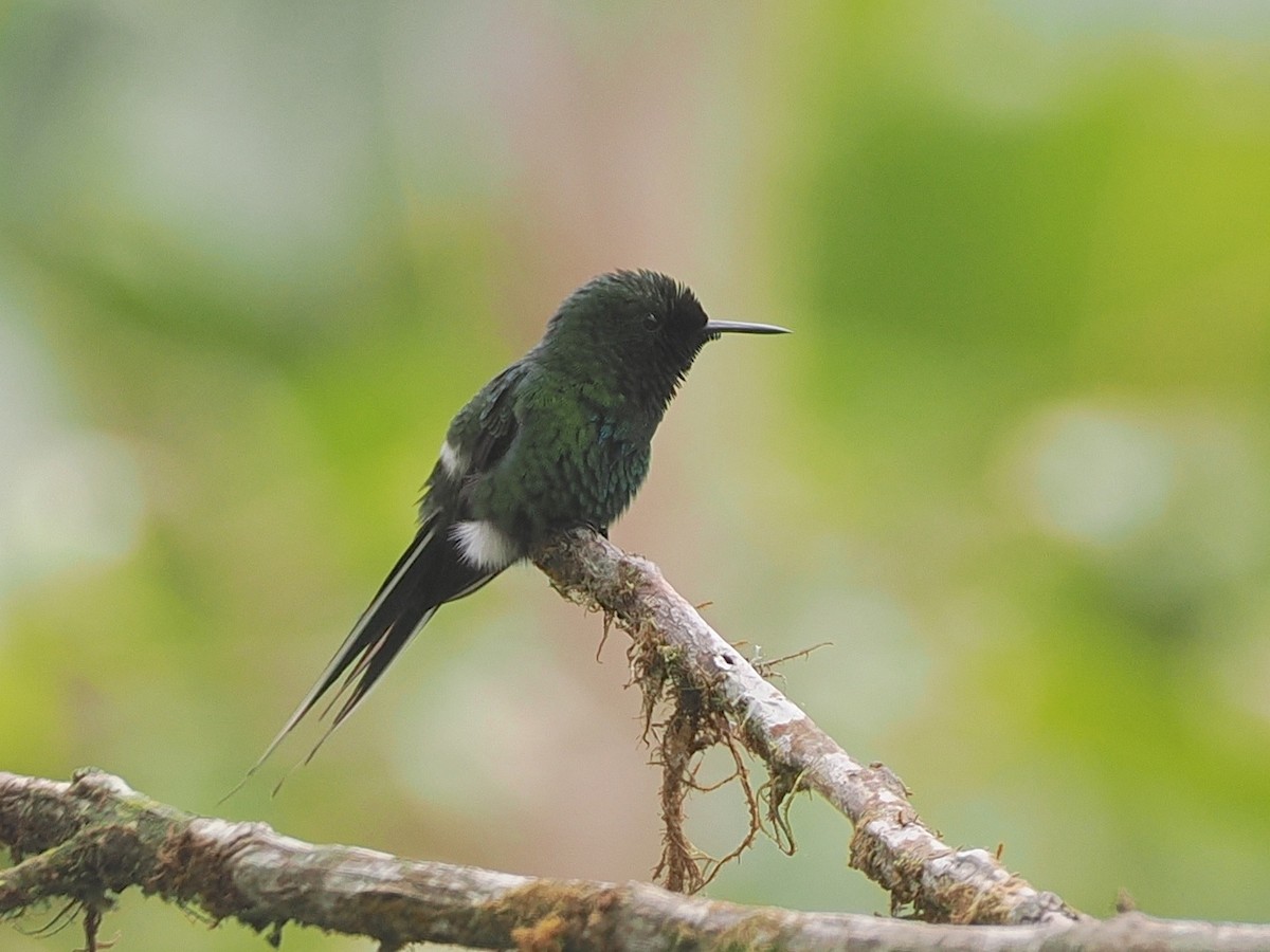 Green Thorntail - ML640996093