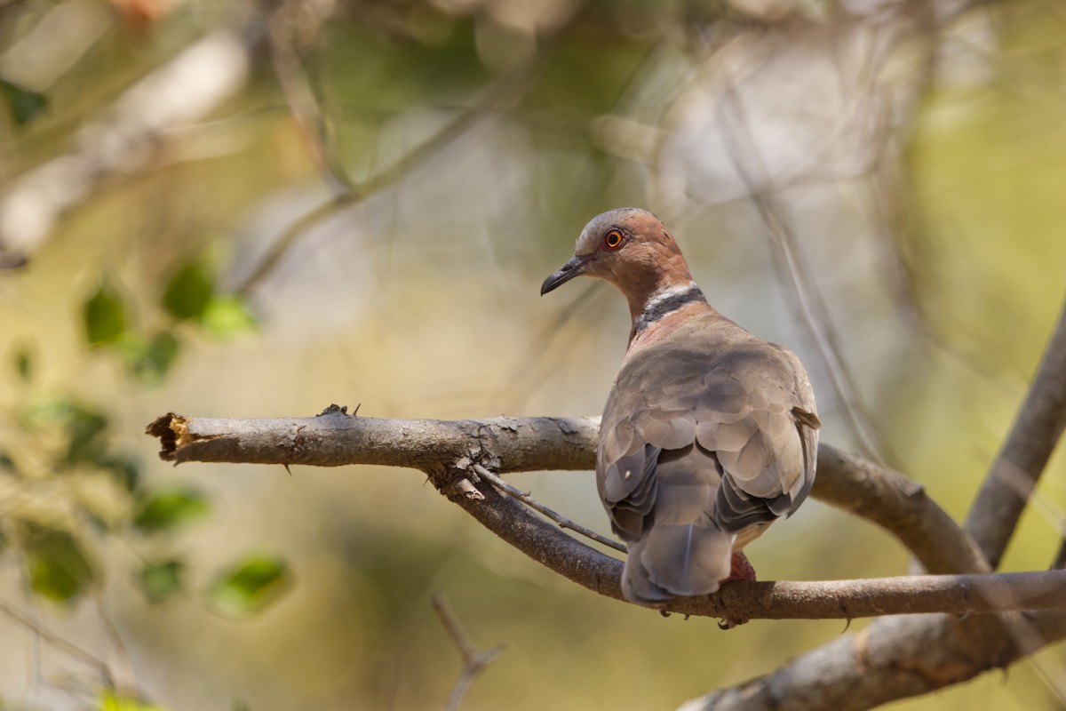 Sunda Collared-Dove - ML640996103
