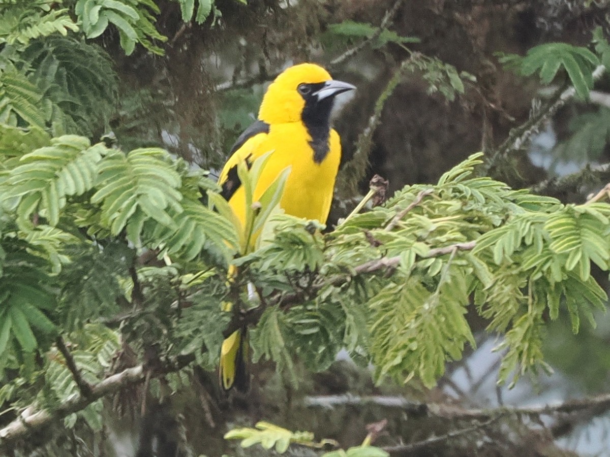 Yellow-tailed Oriole - ML640996109