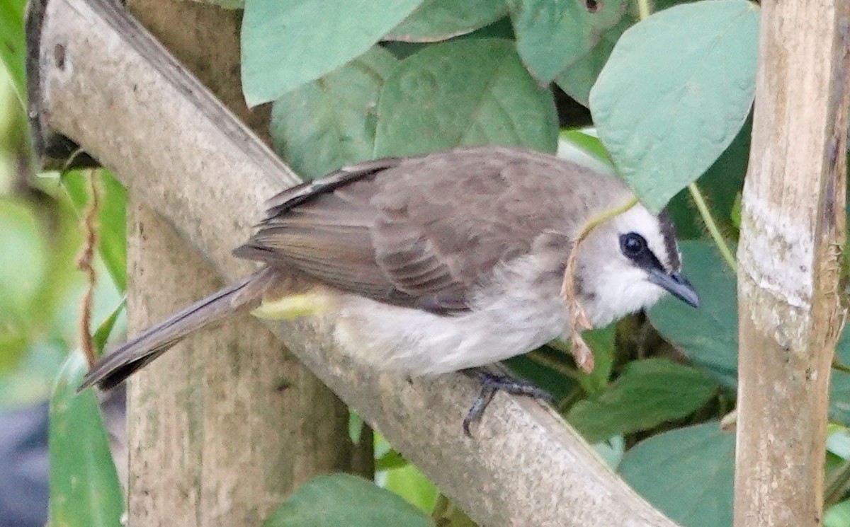 Yellow-vented Bulbul - ML640996112