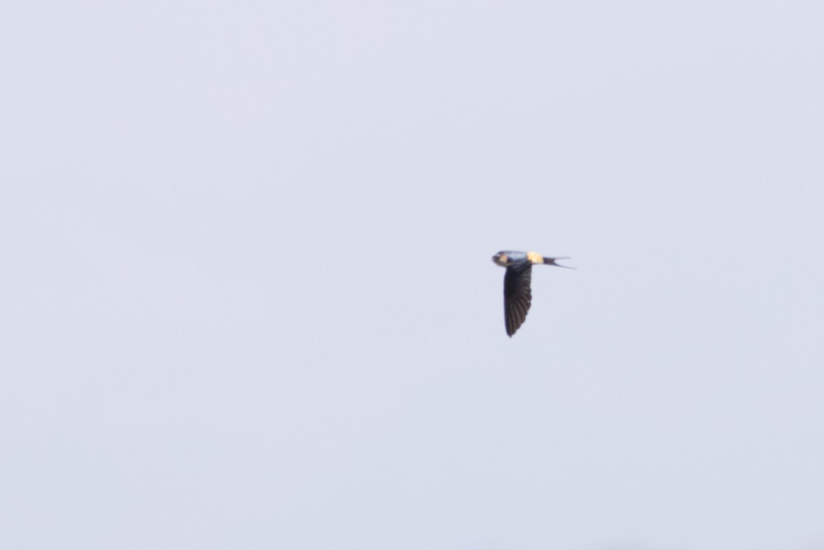 Eastern Red-rumped Swallow (Striated) - ML640996114