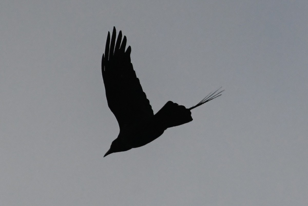 Little Raven - ML640996117