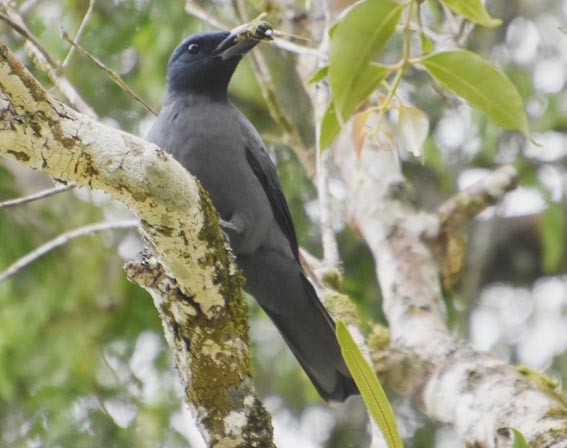 Sunda Cuckooshrike - ML640996119