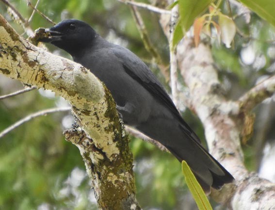 Sunda Cuckooshrike - ML640996121