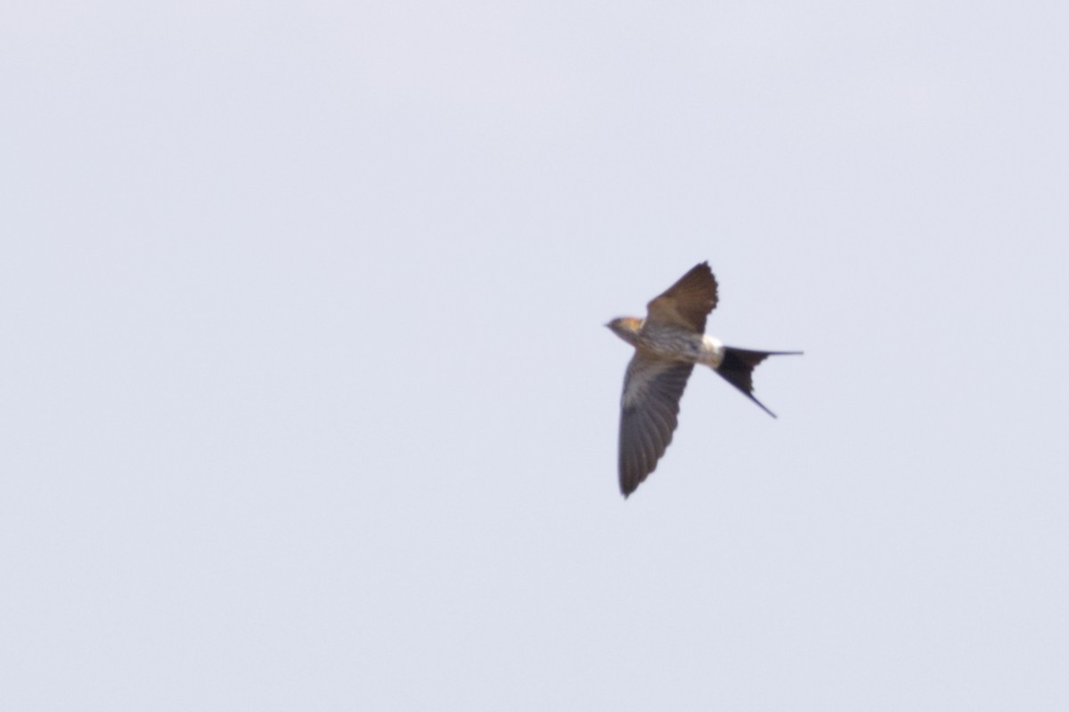 Eastern Red-rumped Swallow (Striated) - ML640996123