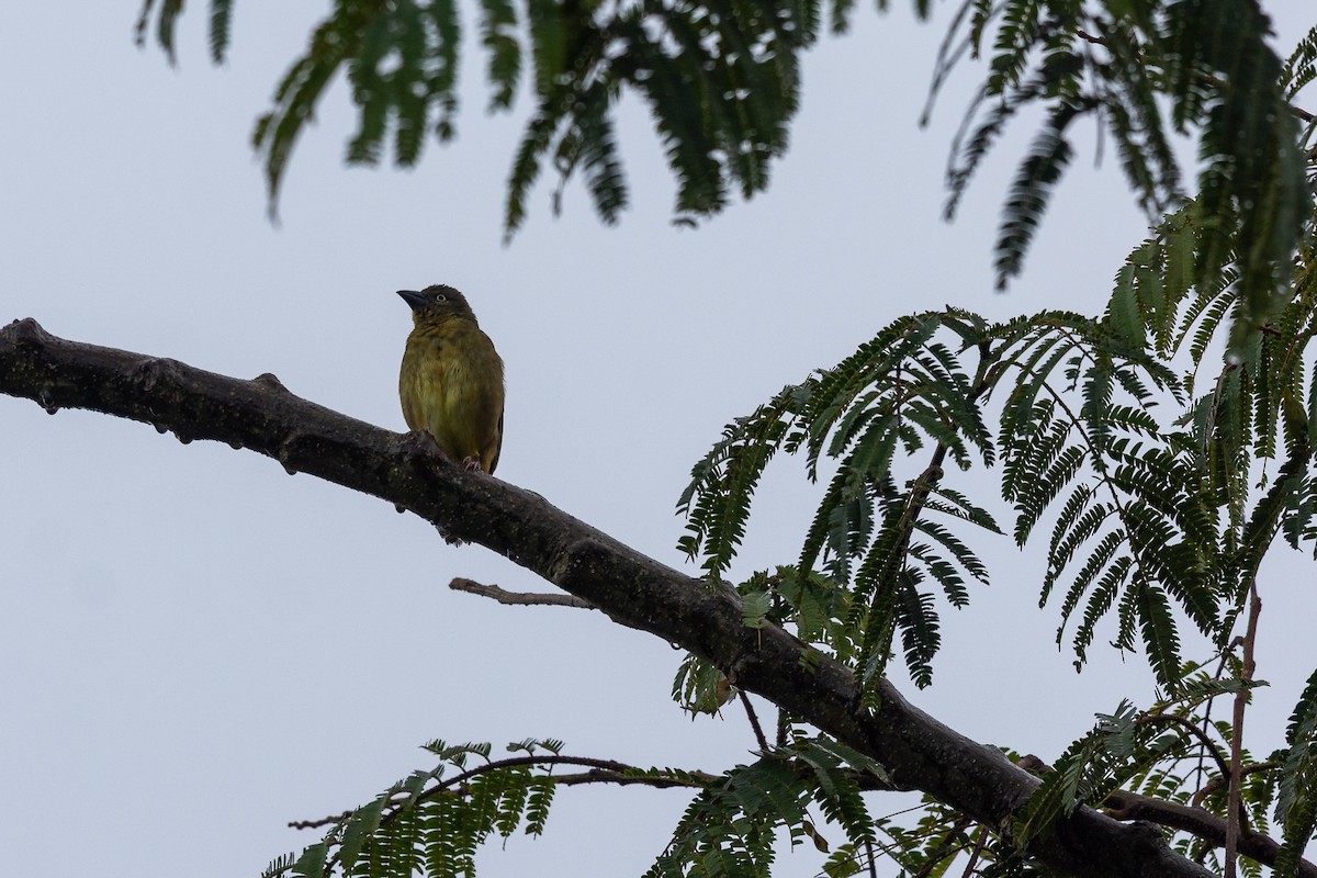 Vieillot's Black Weaver - ML640996124