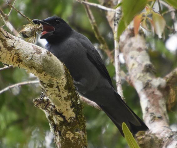 Sunda Cuckooshrike - ML640996126