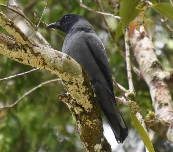Sunda Cuckooshrike - ML640996132